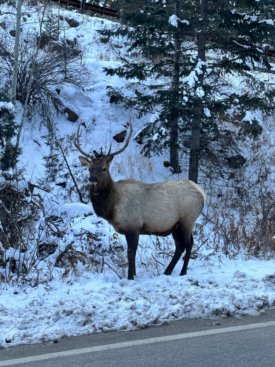 Good morning #EstesPark