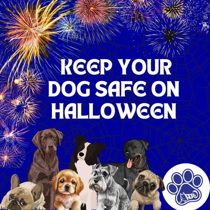 It's #Halloween2023 🎃

But it can be so scary for #dogs😳

Remember to keep your pets safe indoors & ensure microchip details are up to date!

Turn up the tv or radio, have a safe & cosy place for your dog to be, reassure them❤️

#Halloween #AdoptDontShop #Galway #RescueFamily