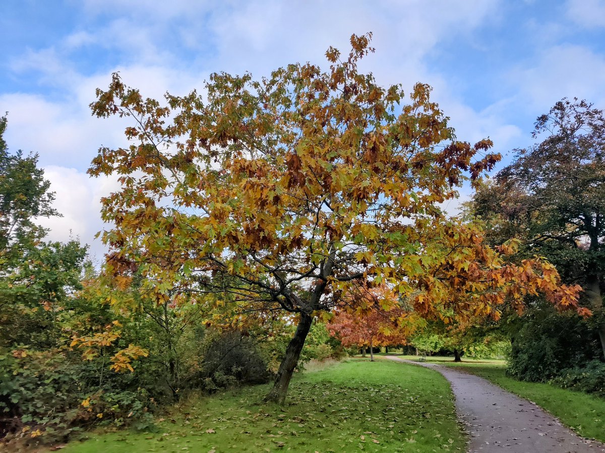 Today's walking view.
#OakwoodPark
Lovely Autumnal colours 🍂🍁