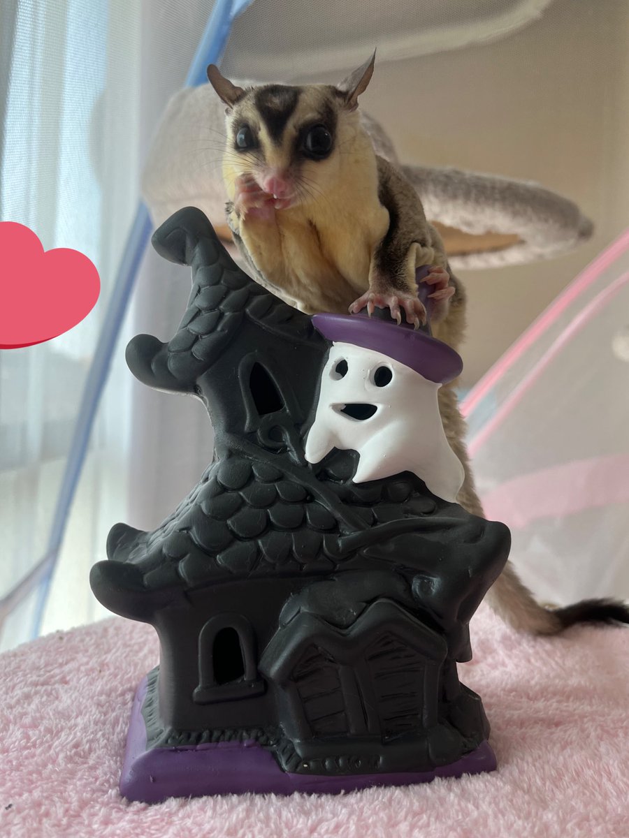 devi_bubu's tweet image. Halloween👻🩶