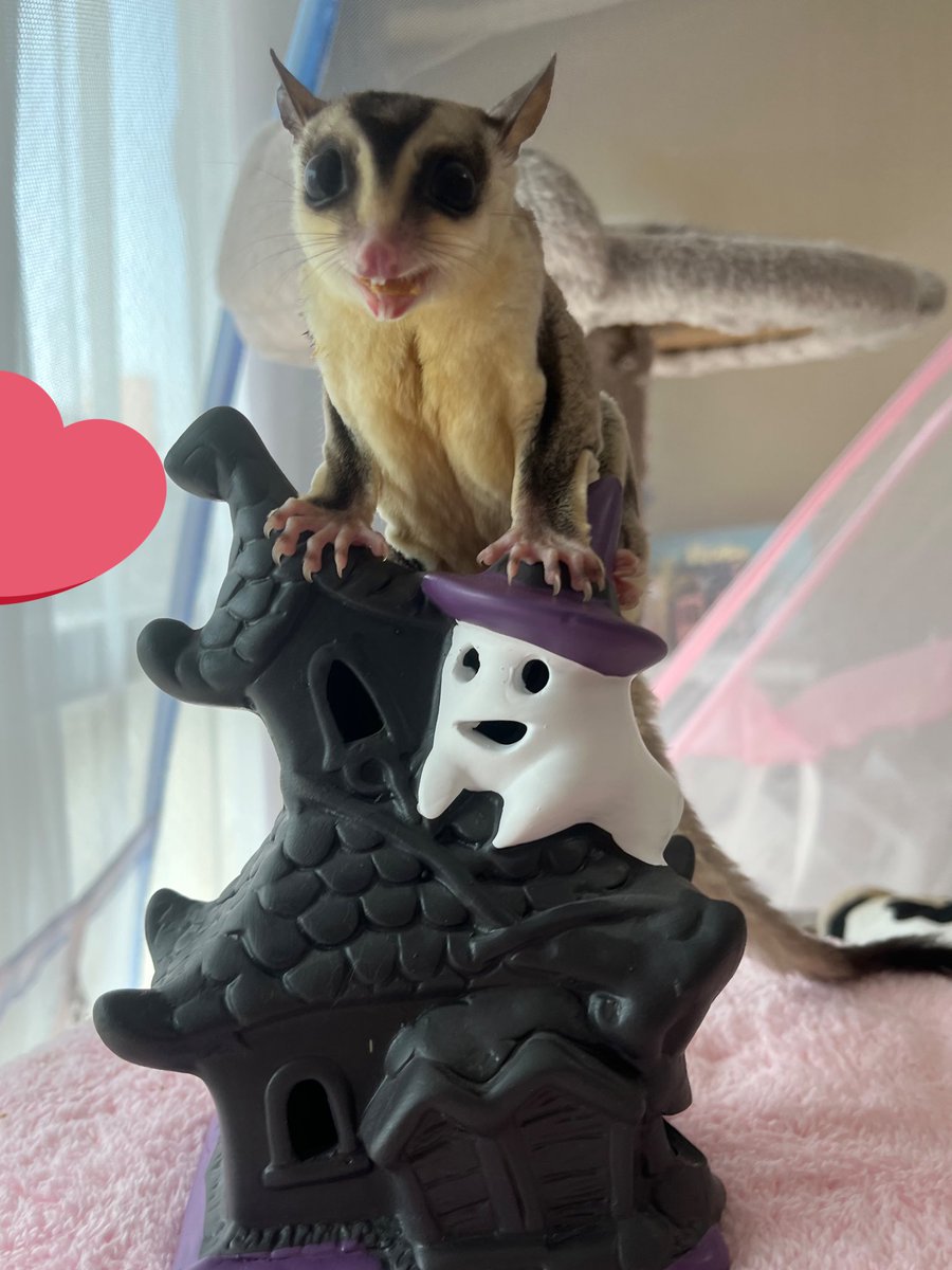 devi_bubu's tweet image. Halloween👻🩶