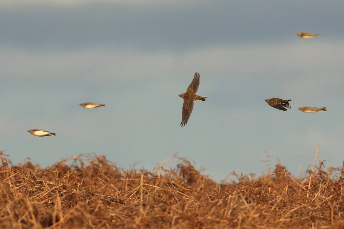 Skokholm Island tweet media