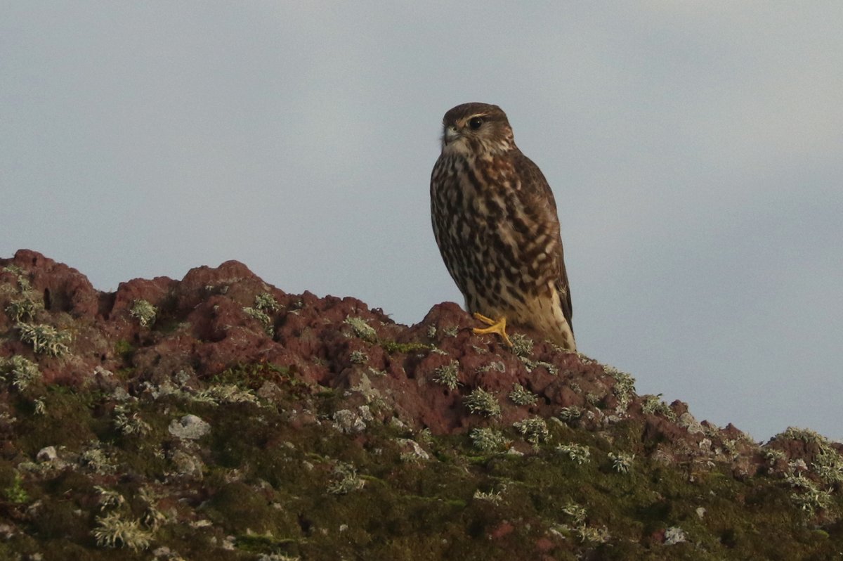 Skokholm Island (@skokholmisland) on Twitter photo Although four-figure October daycounts were on the cards historically, a minimum of 491 southwest bound Skylark this morning was the highest count since 700 in October 1988. Also the first two Snow Bunting of the autumn. At least one Merlin watched on. Although four-figure October daycounts were on the cards historically, a minimum of 491 southwest bound Skylark this morning was the highest count since 700 in October 1988. Also the first two Snow Bunting of the autumn. At least one Merlin watched on.