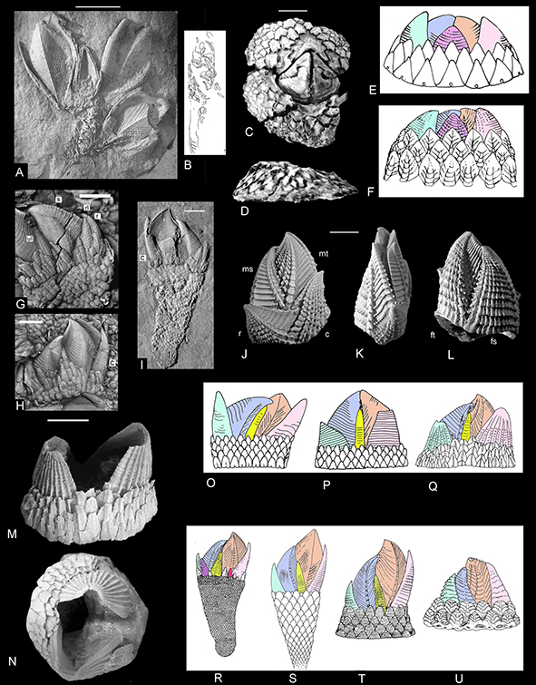 New: Gale & @SteveVidovic – The origins of major sessile cirripede groups; a revision of Cretaceous Brachylepadomorpha and Verrucomorpha doi.org/10.1080/147720…
