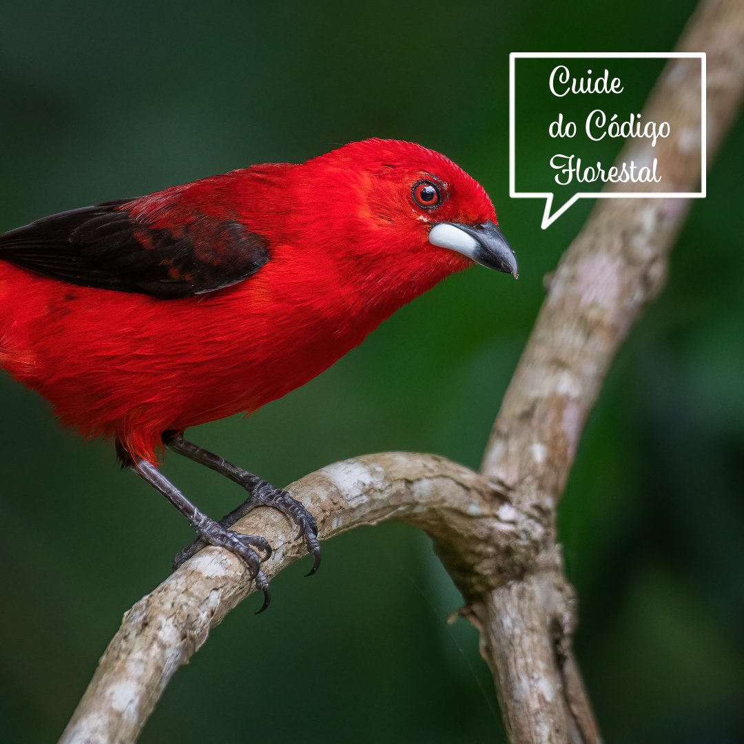 deolhonocodigo's tweet photo. Recado do Tiê-sangue, morador da Mata Atlântica: Cuide do Código Florestal para preservar a biodiversidade do nosso país!
#deolhonocodigo #leiflorestal #meioambiente #floresta #vegetaçãonativa #observatorioflorestal #codigoflorestal #monitoramento https://t.co/kTmgQsSzhj