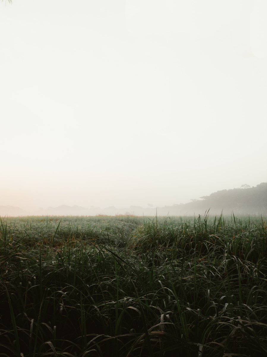 _Sifatt_'s tweet photo. Collecting moments in the morning light https://t.co/MAZj1H55YU