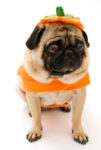 AboutAmerica's tweet photo. Today, kids, adult and even dogs wear Halloween costumes. How did this tradition come about? https://t.co/hIJO4U96w0 #halloweencostumes  Happy Halloween! https://t.co/U7LzAuyAlW