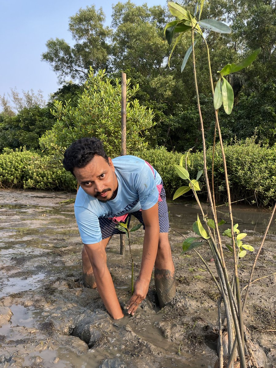 Mangrove protection is a crucial #NaturebasedSolution, steering us towards a #NaturePositive future,

#MangroveRestoration 🌱for coastal protection has been initiated in the coastal area of Ambiki,Odisha.

@SATTVIC_SOUL 
@WWFINDIA 
@dfomangrovefdwl 
@CollectorJspur 
@ForestDeptt