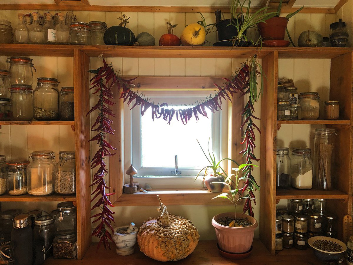 NaturalSalena's tweet photo. As winter's first day nears, my kitchen embraces the cosy season. Chilli strings adorn windows, spaces filled with pumpkins, honoring the harvest.
#SeasonsTransition #WinterIsComing #CosyKitchen #SeasonalDecor #AutumnHarvest #HomeSweetHome #Cwtchy https://t.co/HZNOOTvv5a