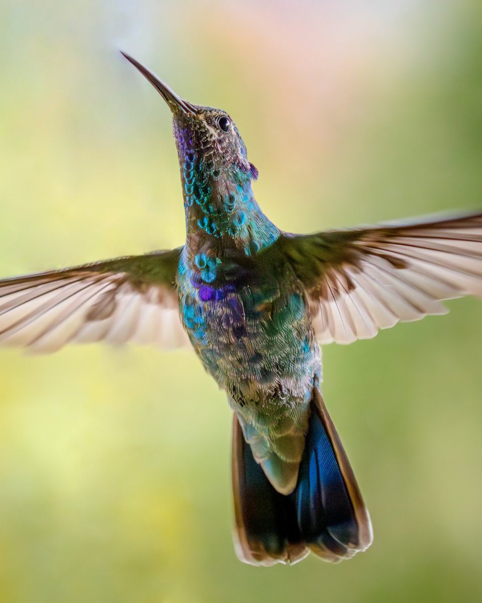 #MitoOBirdad | ¿Es verdad que cuando te visita un colibrí, trae un saludo de tus ancestros que han muerto? 🤔 Los colibríes son aves muy particulares, en el mundo hay alrededor de 360 especies, de las cuales se encuentran 165 en nuestro país. 🧵(1/3)