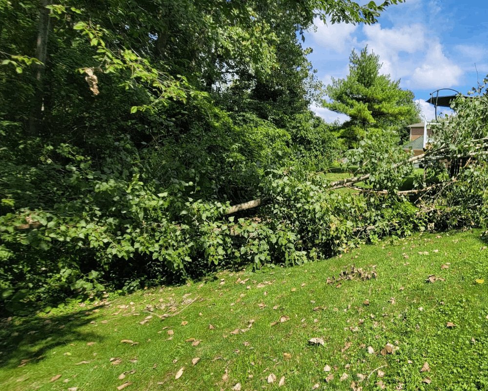 G2GTreeService's tweet image. At G2G Tree Service LLC, we work all year round and can offer you the tree takedown services you can rely on and expect the best results. Check out our website today for more information!

#TreeTakedown #Circleville bit.ly/3L5XZQg