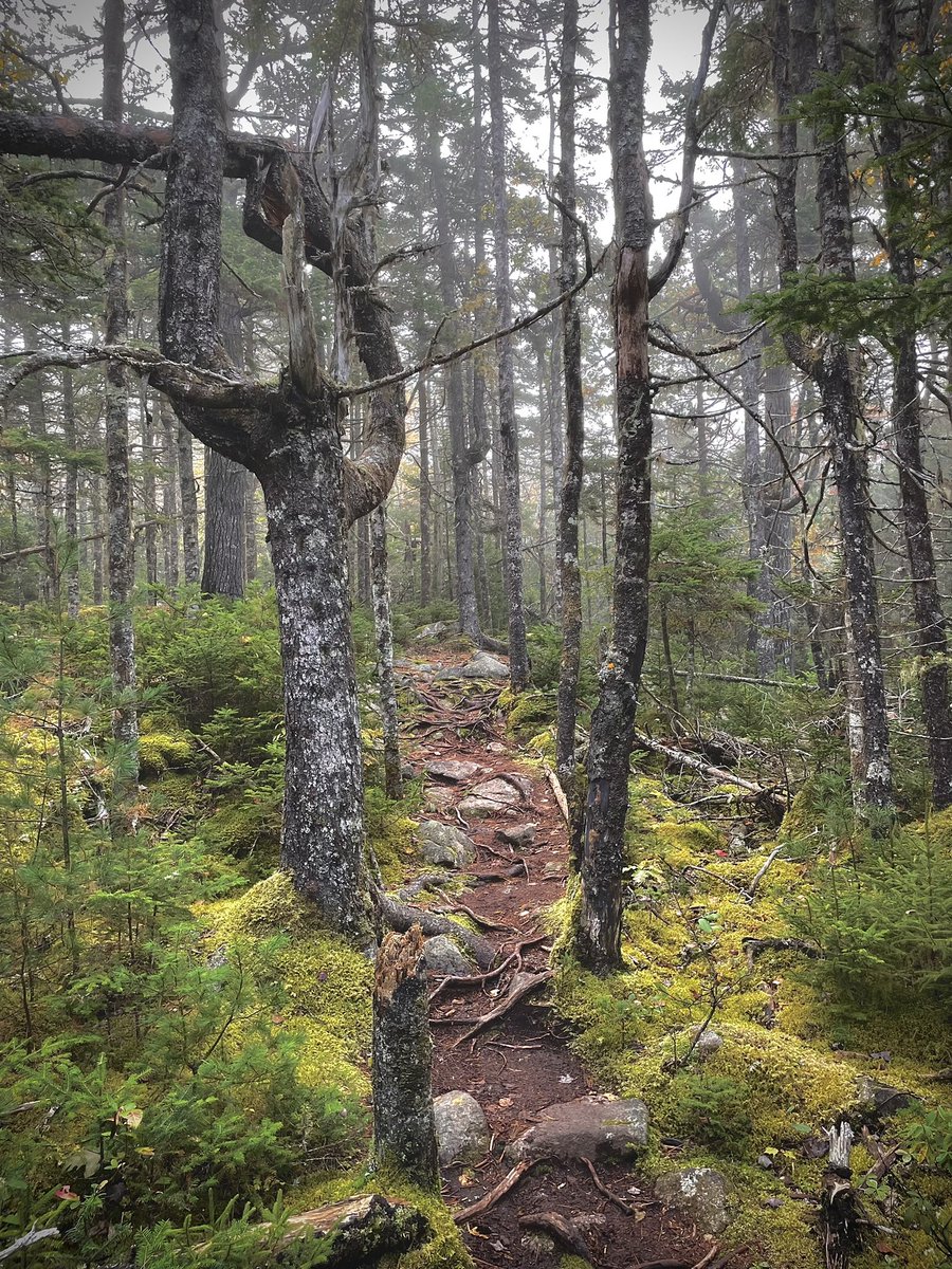 LukeySpoooky's tweet photo. Spooky Forest 🌲👻 https://t.co/51lXGAeydW