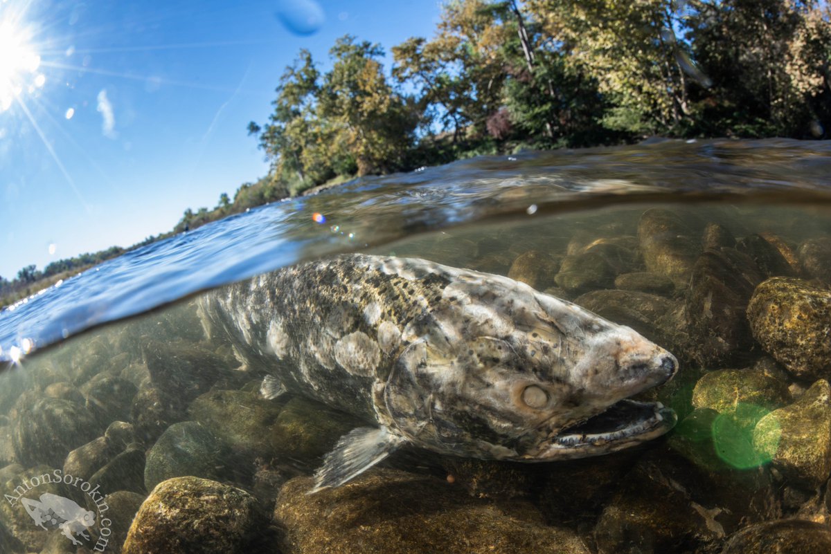 Happy Halloween, enjoy some zombie Chinook salmon. After spawning theyve burned through their fat reserves &amp; their immune system is nonfunctional. They start falling apart and molding but are still swimming around!
