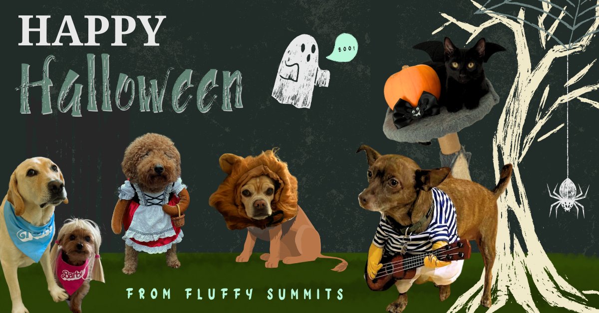 IC Summits (@icsummits) on Twitter photo Happy Halloween from our lovely fluffy friends! Happy Halloween from our lovely fluffy friends!