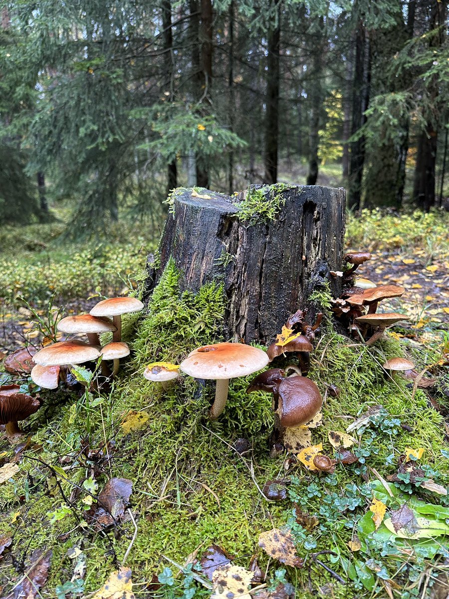 derSchniep's tweet photo. Herbstspaziergang fertig ☑️ Gliedmaßen auflockern vom #LegendofCross. 😂👍 #draußen #herbst #pilze #wald https://t.co/Spk71UcSEz