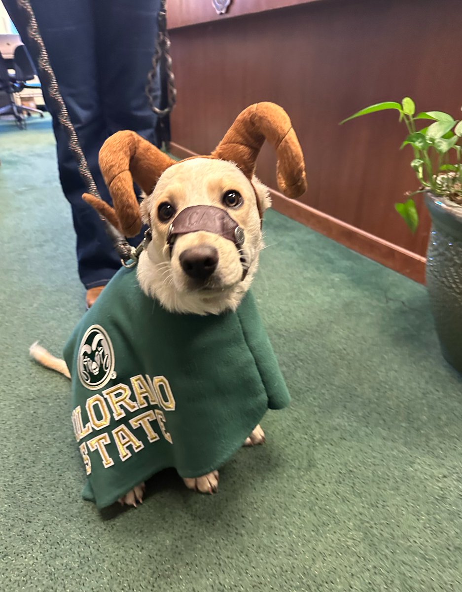ColoradoStateU's tweet image. And the award for the Best Halloween Costume goes to ⬇️ 🐏