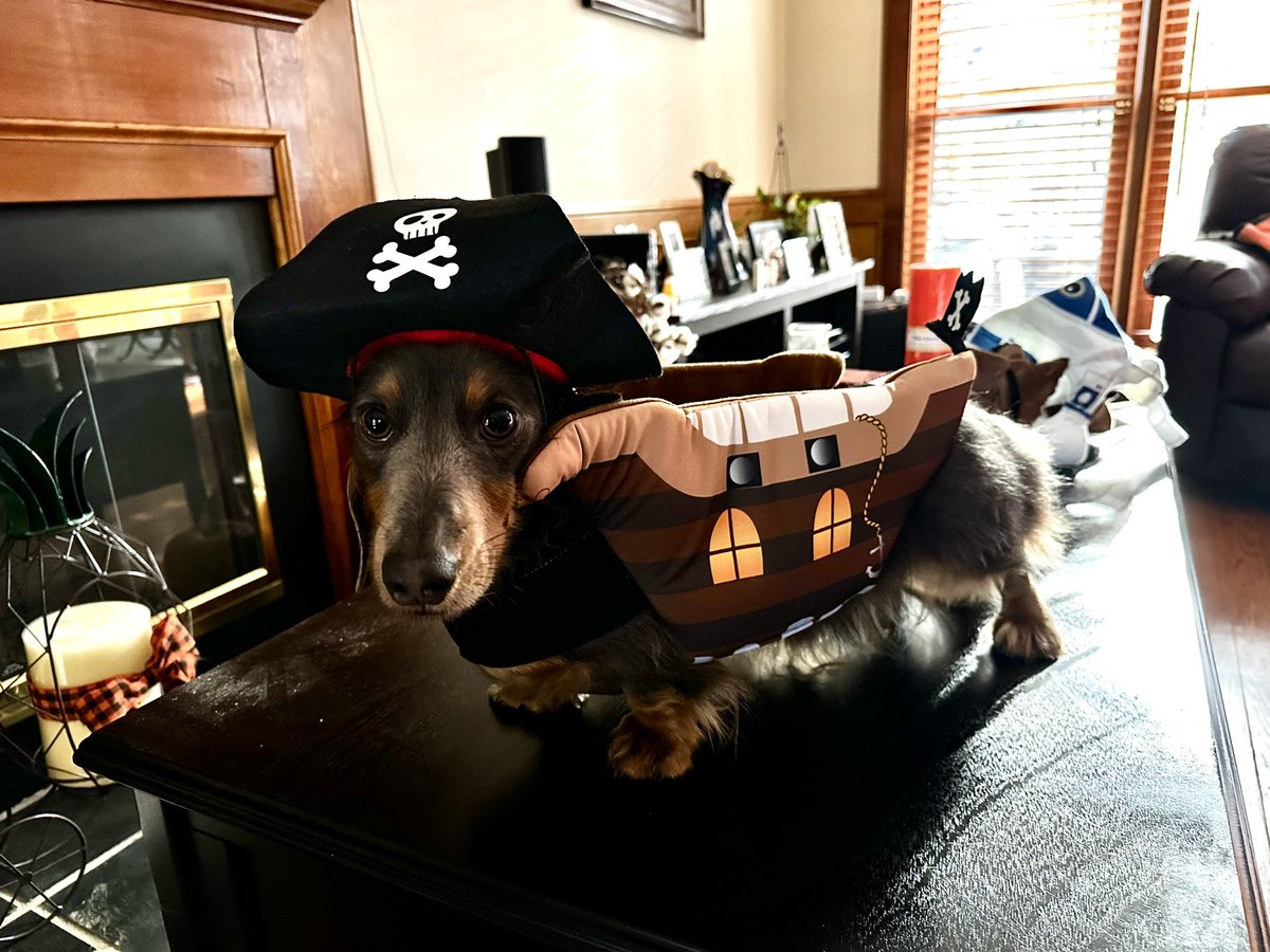 Happy Halloweenie! 🎃 🐶 🏴‍☠️