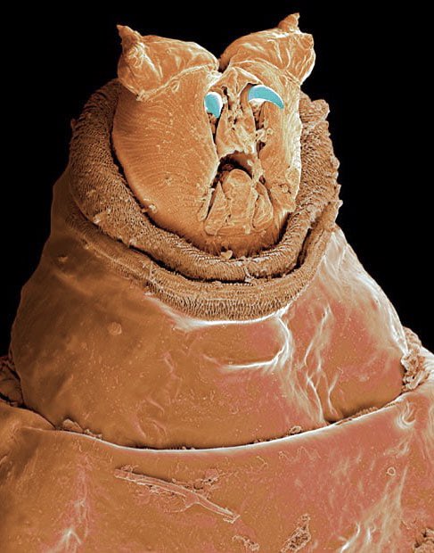 microscopic images. on X: maggot seen through an electron