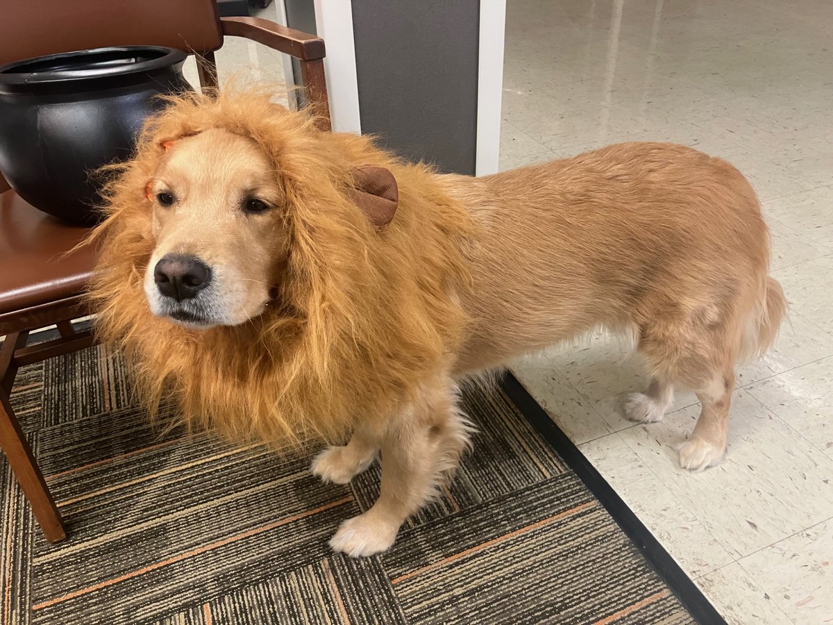 Facility_Fawn's tweet photo. Happy Halloween! 🎃🐾 @OaklandAcad https://t.co/sVMQyGRbTe