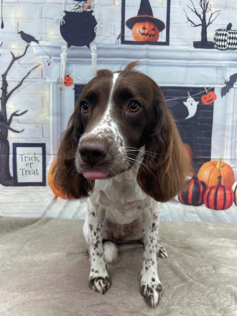 SnobbyDogs's tweet image. What a crazy 7 days getting all of our beautiful clients ready for Halloween although, it’s nothing compared to trying to photograph them afterwards😅
This is our first #sbswinnershour after being chosen by @TheoPaphitis last night. It’s a privilege to be part of #sbs #sbscrew