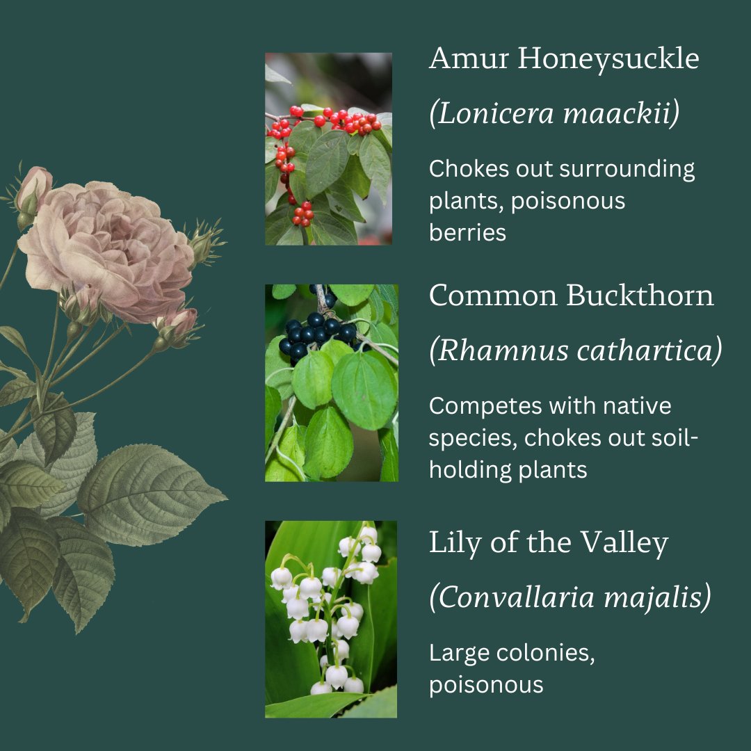 Beal Botanical Garden tweet media