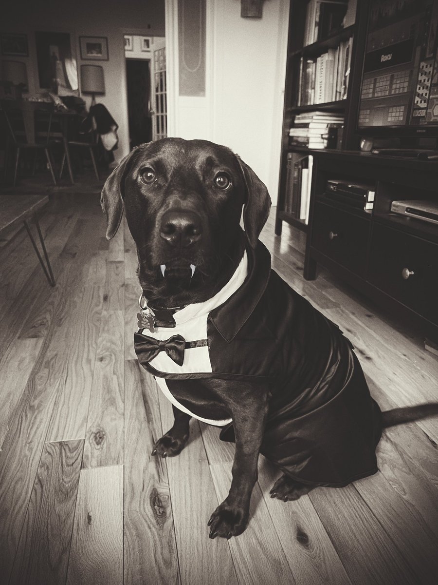 Happy Halloween from the dark chocolate prince 🧛🏻‍♂️