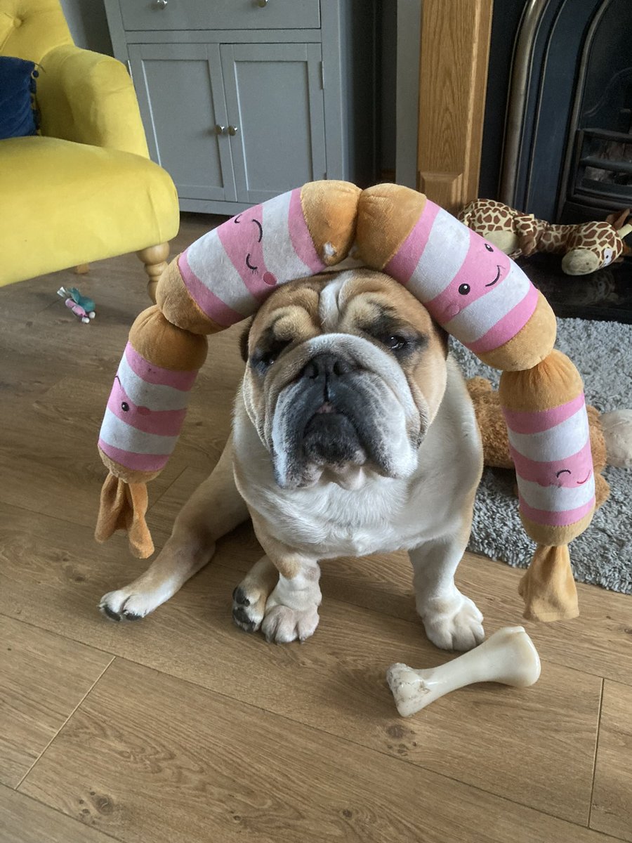 Happy Halloween all, I didn’t get a costume and no one knocked on our door  as mum
And dad get home from work too late ☹️ but dad is happy as he gets to eat all the sweets now 😀 here’s a silly photo that nanny took of me on Saturday instead 🐾