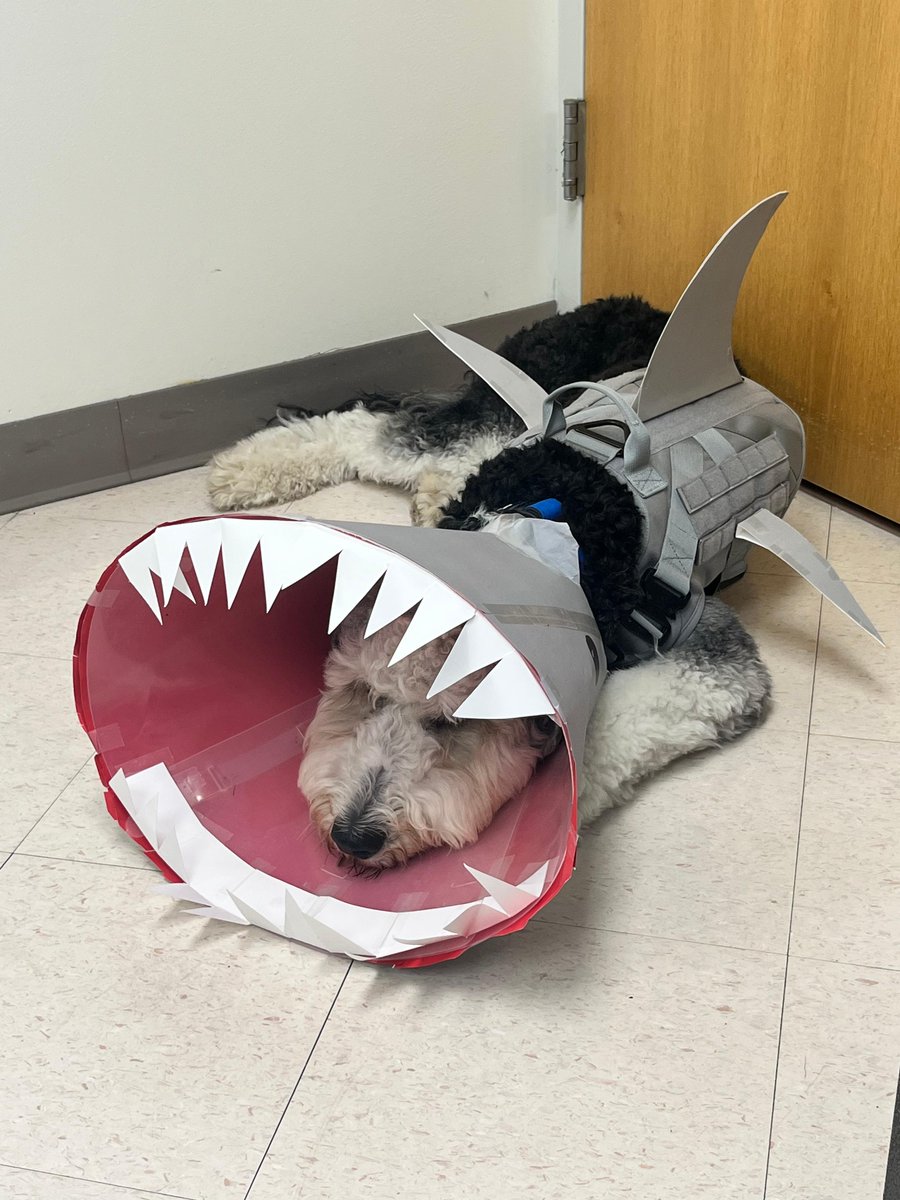 Our officers and K-9 "The Shark" Leo are excited to see our little ghosts and goblins out trick-or-treating tonight. Please help us keep them safe by taking care when driving: slow down and keep your eyes on the road. 🎃👻🧙‍♀️ #ServingSK