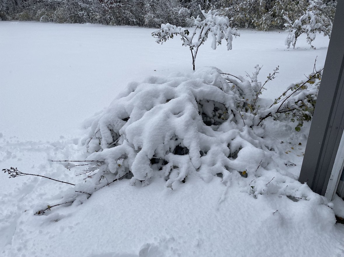wxcoleengle's tweet image. Nearly A FOOT of snow in my parents backyard in Norton Shores… absolutely insane! @NWSGrandRapids @wxblakeharms @WXSamantha #wmiwx #miwx