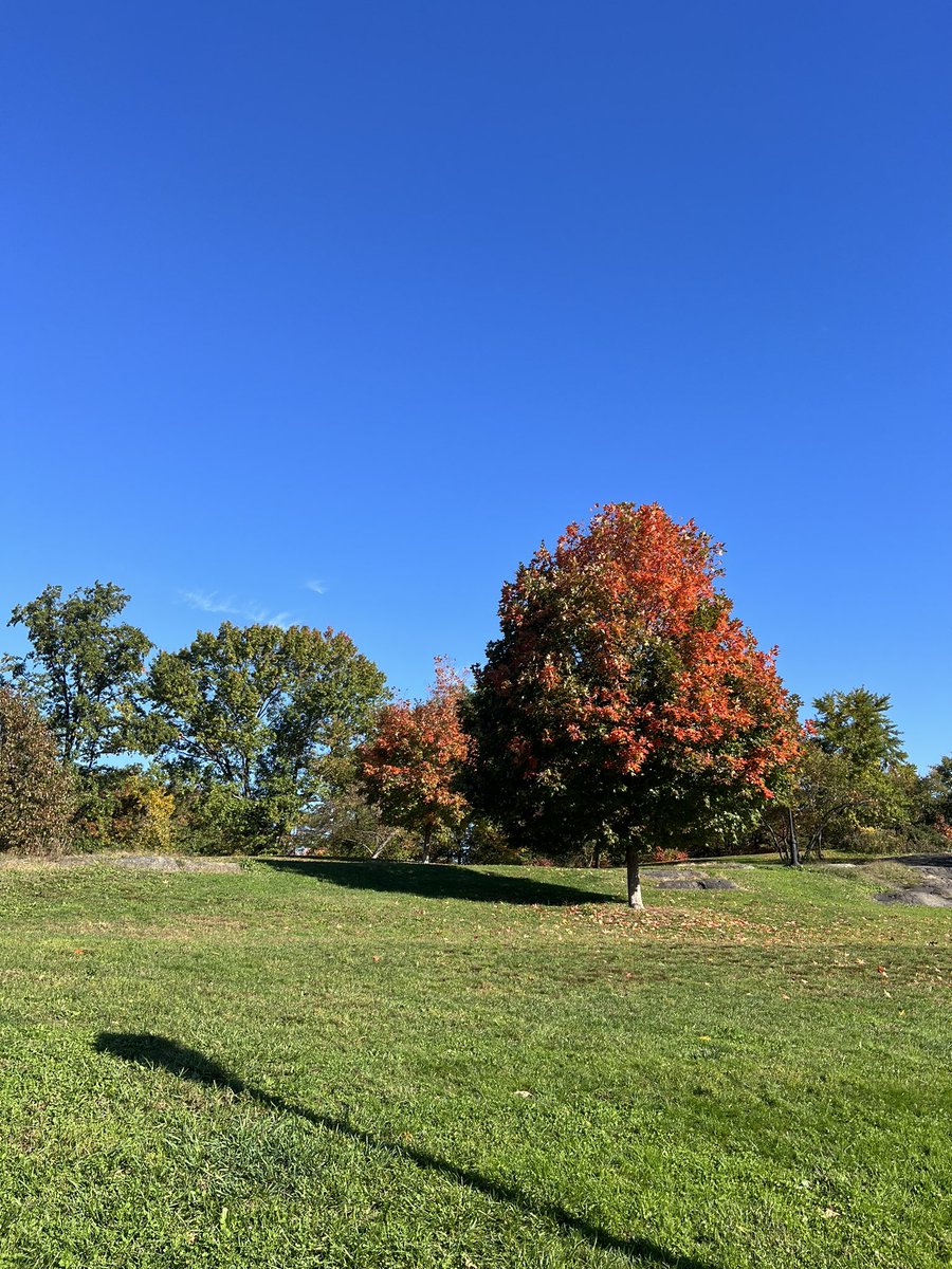 The trees of <a href="/CentralParkNYC/">Central Park</a> 🍁🍂🎃