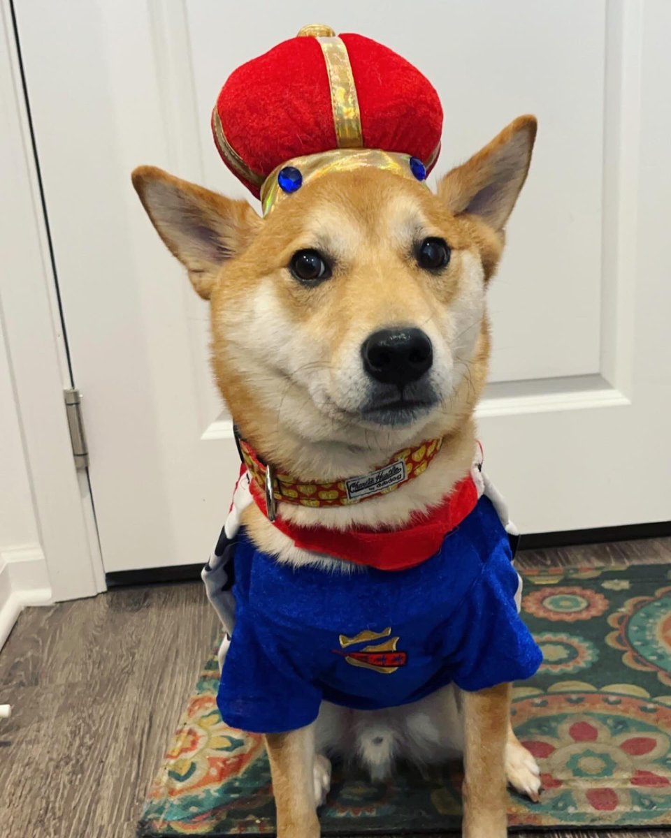 rock_chalk_sara's tweet photo. Happy Halloween from my Little Prince! #RegalAF #ArchieTheRoyal https://t.co/Woc5JMasOH