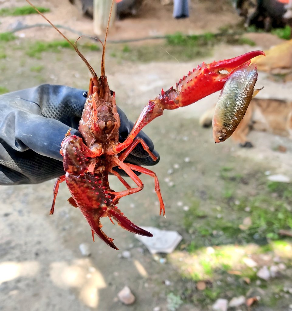 Una de las capturas de hoy! Uno de los principales impactos de la langostilla roja es la disminución de las poblaciones de peces #EspeciesExóticasInvasoras