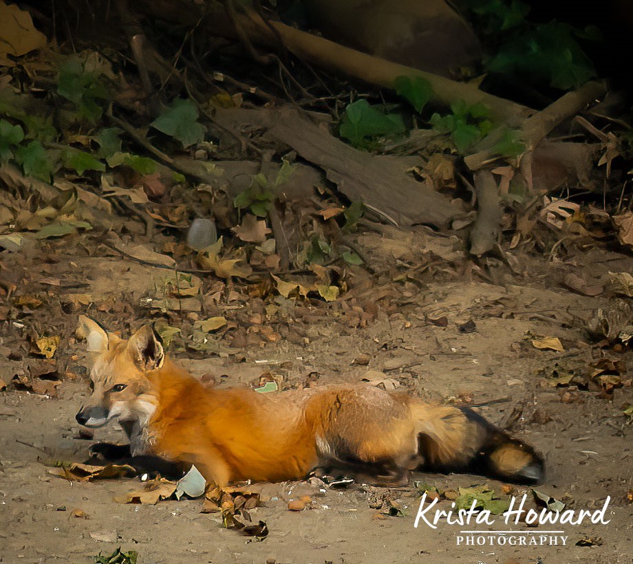 Lounging Mr. Fox What would your caption be? Comment below #photographywildlife #wildlifeenthusiast #wildlifephotograph #photographyofnature #wildlifephotographers #wildlifeportrait #wildlifephotographer #wildlifecaptures #wildlifepic #wildlifepics #wildlifephotographic