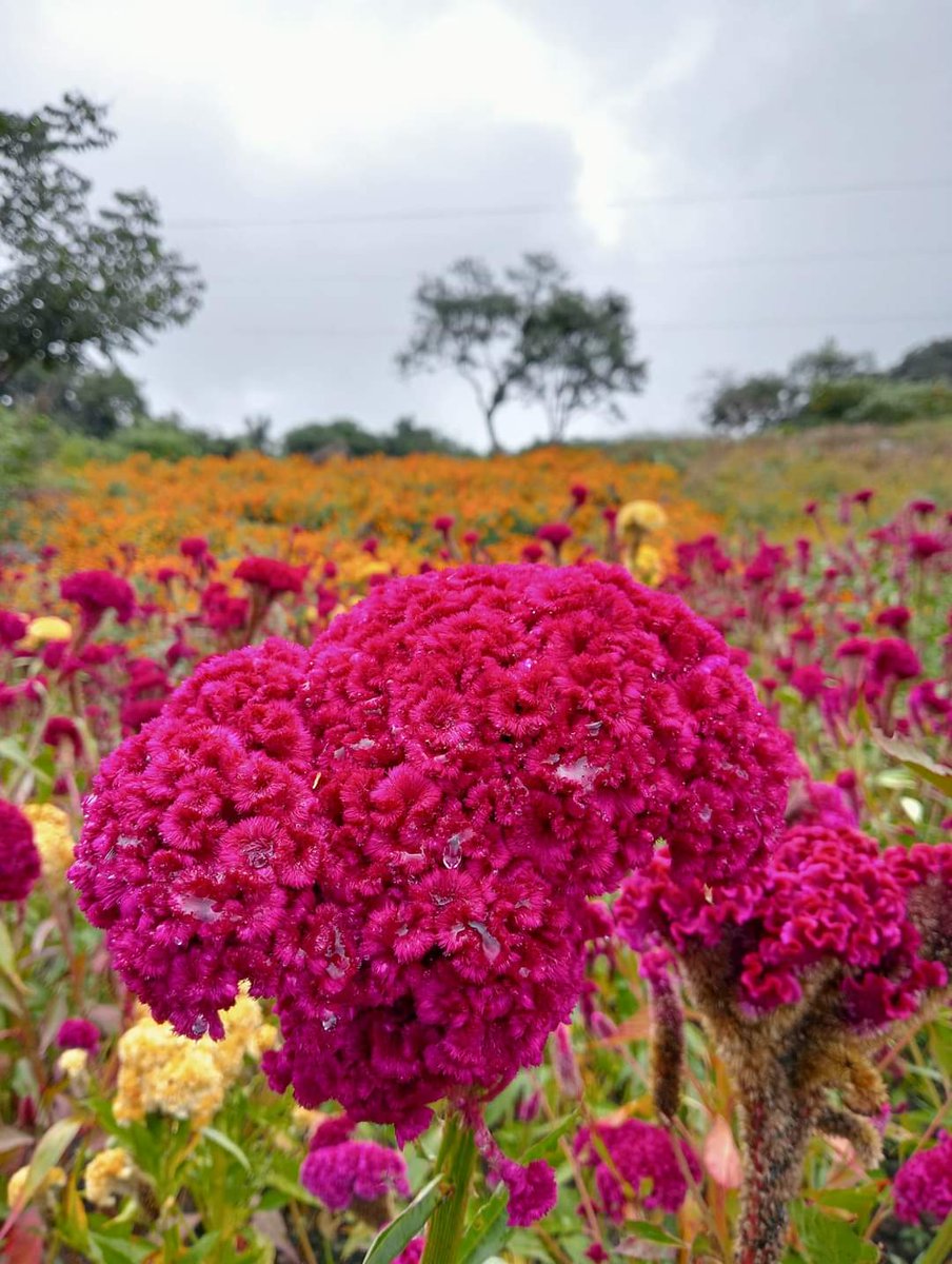 Acrpolis0ficial's tweet photo. Desde la comunidad "Mesa de Espinal" municipio de Naolinco, nos comparten estas imágenes de los bellos campos donde se cultiva la conocida flor como "Moco de Pavo". 

#TodosSantos #DiaDeMuertos2023  #Tradiciones #Veracruz #Naolinco #Checo #BalondeOro    #Messi https://t.co/POPIAzka23