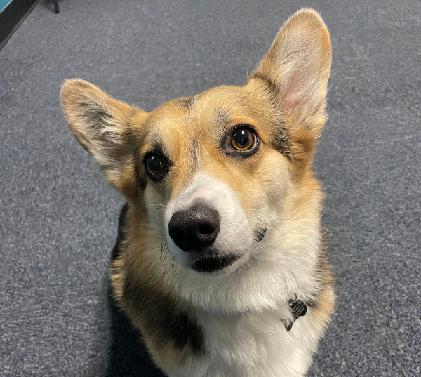 TechArtista's tweet photo. 🐾 Calling all dog lovers! 🐶 

Did you know that TechArtista is pup-friendly? 

Embrace the best of both worlds by working in a space where you can meet adorable dogs and even bring your own furry companion to work! 🐕💼 https://t.co/EOZiwQjpup