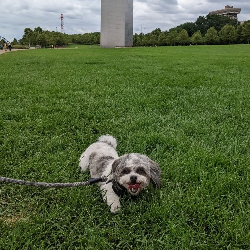 TechArtista's tweet photo. 🐾 Calling all dog lovers! 🐶 

Did you know that TechArtista is pup-friendly? 

Embrace the best of both worlds by working in a space where you can meet adorable dogs and even bring your own furry companion to work! 🐕💼 https://t.co/EOZiwQjpup