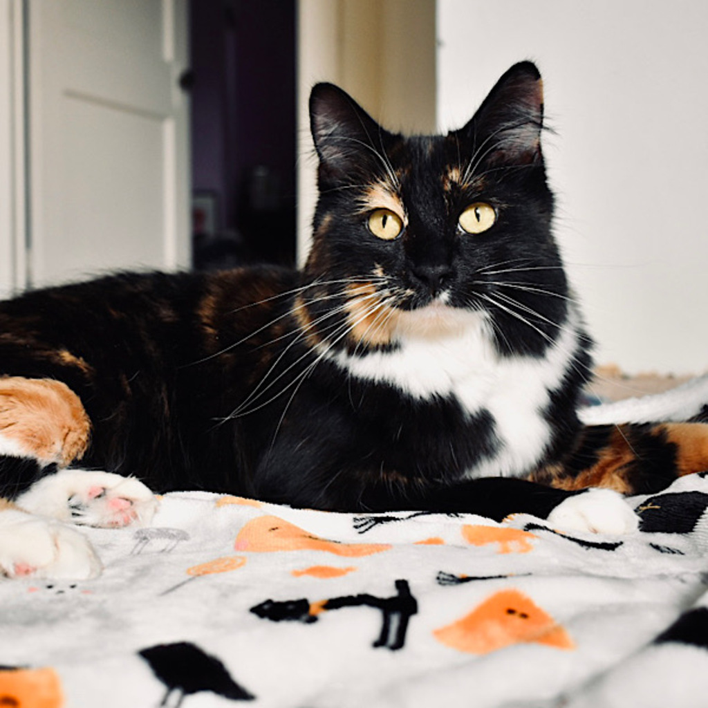 ARLIowa's tweet image. SPOOKY CAT ALERT: Happy Halloween! Irene is celebrating in style with her spooky blanket and her Halloween-colored fur!

Interested in adopting Irene? Contact mmccarroll@arl-iowa.org to set up a time to meet her!

Learn more about Irene here: ow.ly/uJEb50Q2P79