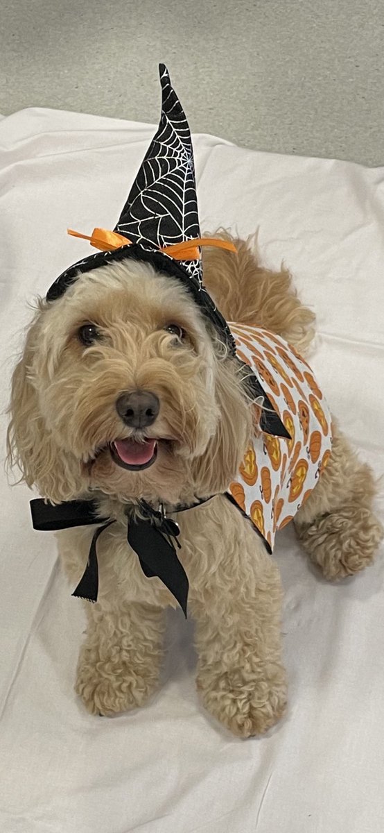 Daisy Dog tweet media