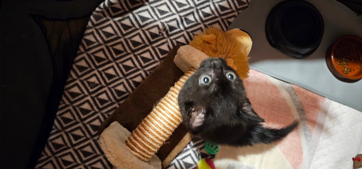 TwistedMirror_'s tweet photo. This little sweetheart was dumped in a carrier bag with her sibling. π‘π her sibling didn't make it, but Tote is now in our care and is the sweetest thing ever. I hope someone puts that person in the bin #AdoptDontShop #supportyourlocalrescue https://t.co/cYgxF4ACdA