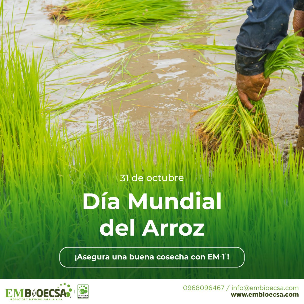 embioecsa's tweet photo. Día Mundial del Arroz 🍚😊
El arroz es una fuente importante de carbohidratos, proteínas y minerales necesarios para la dieta de la población.🍙🍛

Nuestro producto 🙌
EM•1 Produce mayor cantidad de raíces.

¡Compra el ORIGINAL! ⬇️
📲 0968096467 https://t.co/6r7NCthmKc
