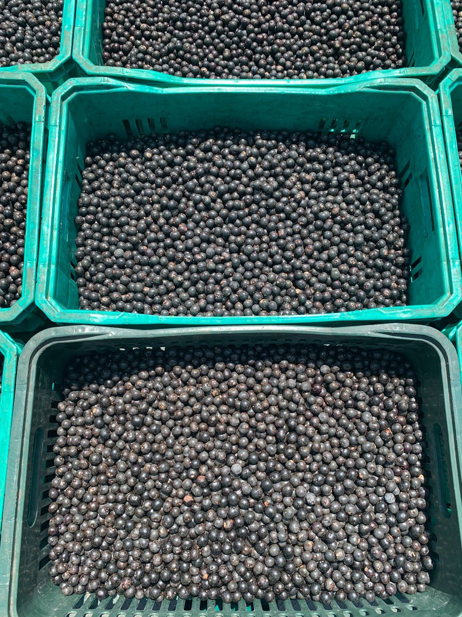 Erol Foundation tweet media