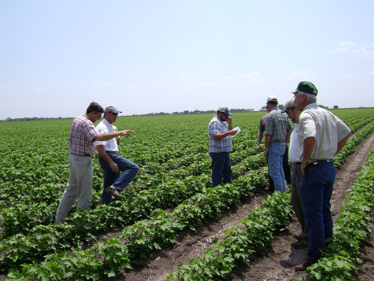 txextension's tweet photo. Texas is the largest #cotton producer in the U.S., contributing about 40% of production in recent years. #BollWeevils plagued the industry for almost a century until an eradication plan effectively decreased the population and increased cotton yields. https://t.co/A2Kph99bbG https://t.co/o1ZtW4YQJd