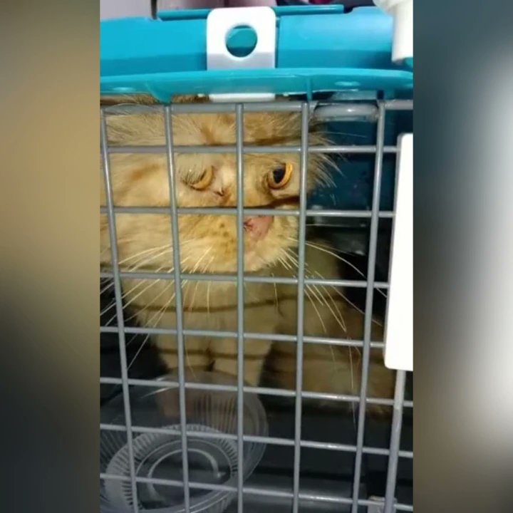 Kucing Dijumpai

saya ada jumpa kucing sesat area pejabat tol bertam penang. dalam 2 minggu dia merayau kat situ.

sekarang kucing ada dengan saya. harap jumpa tuannya balik, kesian dia sedih. apa apa boleh ws atau call 0137520843