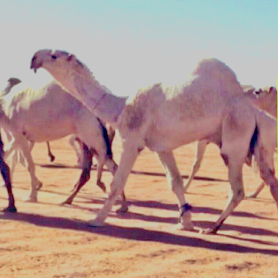 omaairfahad's tweet photo. للتذكير المزاد سوف يقام يومي الجمعة والسبت القادمة بإذن الله.
  سوف يتم عرض نوادر القعدان والفحول وابل من انتاج فحل نخبة وضح الجزيرة #مضيمات #سلمان ولد الأسطورة عليان وامه الفردية المعروفة الكحيله المشرية ب ٧ مليون من ضمن الصفقة الشهيرة من الأمير سلطان بن محمد آل سعود. 
كما أن بنات الفحل سلمان شاركت مع #نخبة_مضيمات
والتفاصيل لدى شركة قوافل الصحراء
@Qals_1