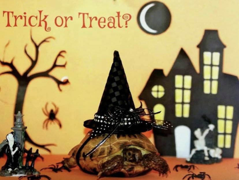 NeilTheTortoise's tweet photo. Happy Halloween! #HappyHalloween2023 #SupermodelTortoise #Halloween https://t.co/Tbg80TKerC