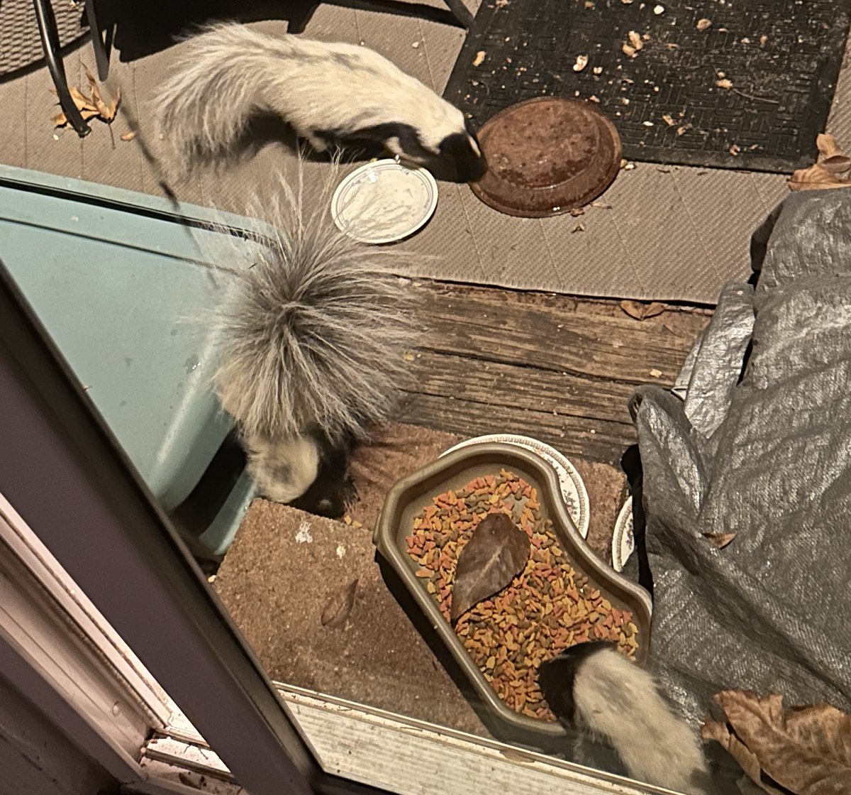 Happy Halloween to my long lost friends.  I’m still here just living the dream.  
Some late night visitors feasting on Halloween Eve.