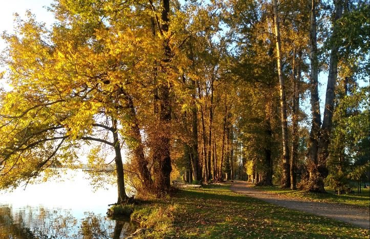 VanCity_Chic's tweet photo. Burnaby Fraser Foreshore Park 🍂 #AutumnVibes @VancouverTrails https://t.co/Ugdd37OMJL https://t.co/2QN0NUkbrC