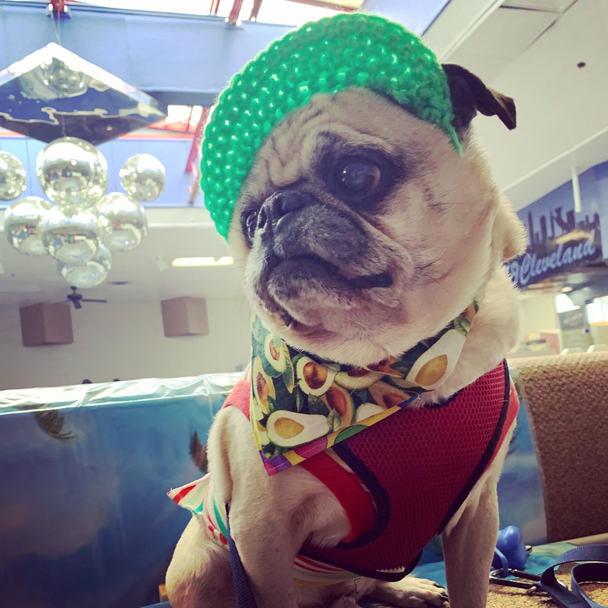 clevelandbazaar's tweet image. Meet the Makers: Dawn Shimp, A Stare of Owls
 
Online: buff.ly/3nfnTIx
 Facebook: buff.ly/3SfhLxb
Instagram: buff.ly/3SlhhFS
 
Read more about A Stare of Owls and our holiday 2023 makers at bit.ly/CleBazaar2023h…. Text BAZAAR to 66866 to join our list!