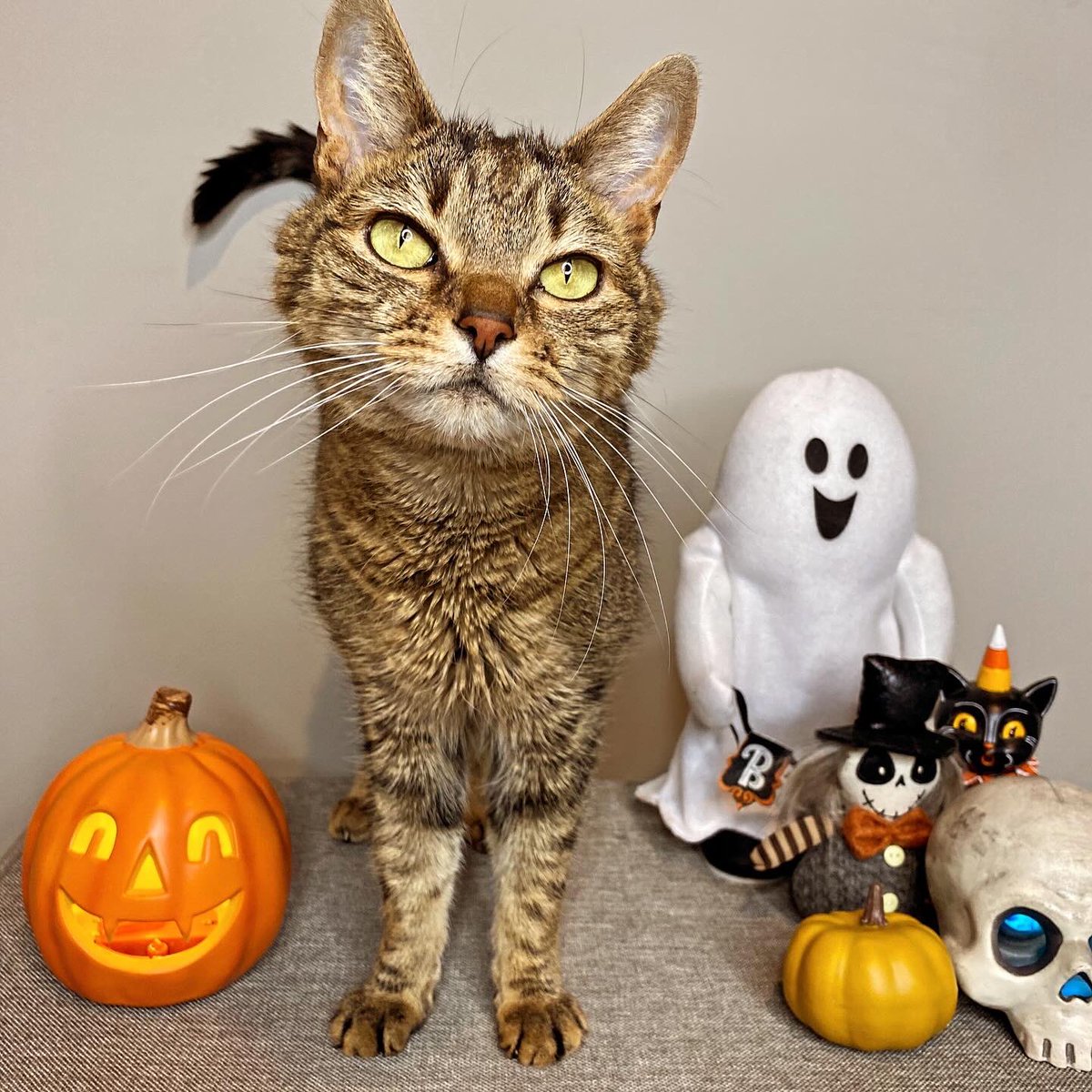 BanditTorpedo's tweet photo. Happy Halloween 🎃 you ghouls and goblins! #Cat #catoftheday #catx #catfun https://t.co/vi0wp6F91O