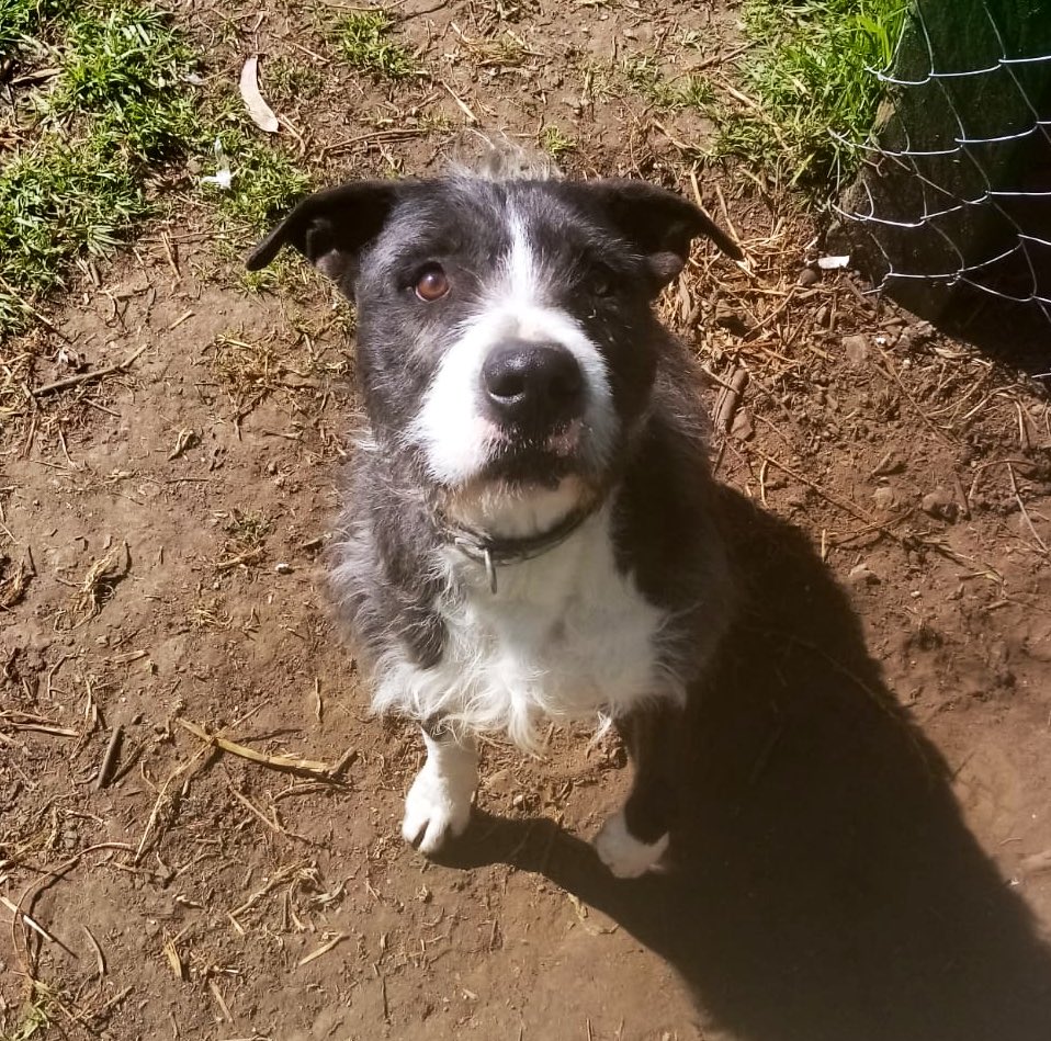 FundacionToby's tweet photo. Buen día señor Cry, nosotros tenemos más de 100 animalitos que puede venir a abrazar cuando se sienta triste 🧡

Nuestro Refugio ha tenido problemas muy fuertes desde hace unos meses y a veces un solo tuit de una persona como tú puede cambiarlo todo 🥹

Que la magia de las redes nos ilumine y que Cry venga a vernos 🥰